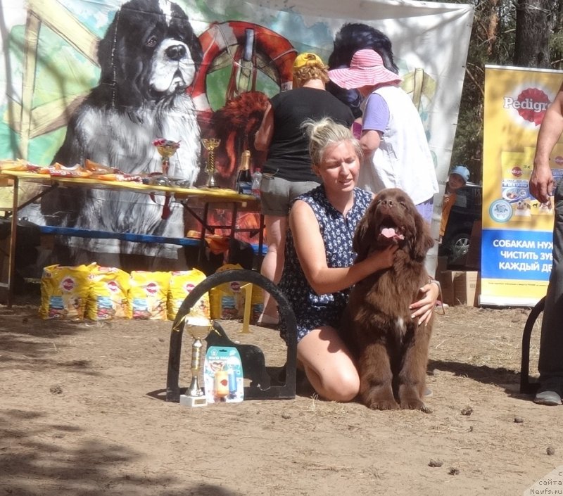 Фото: ньюфаундленд N'yufort Myellani Krasavica Parmyi (Ньюфорт Мэллани Красавица Пармы)