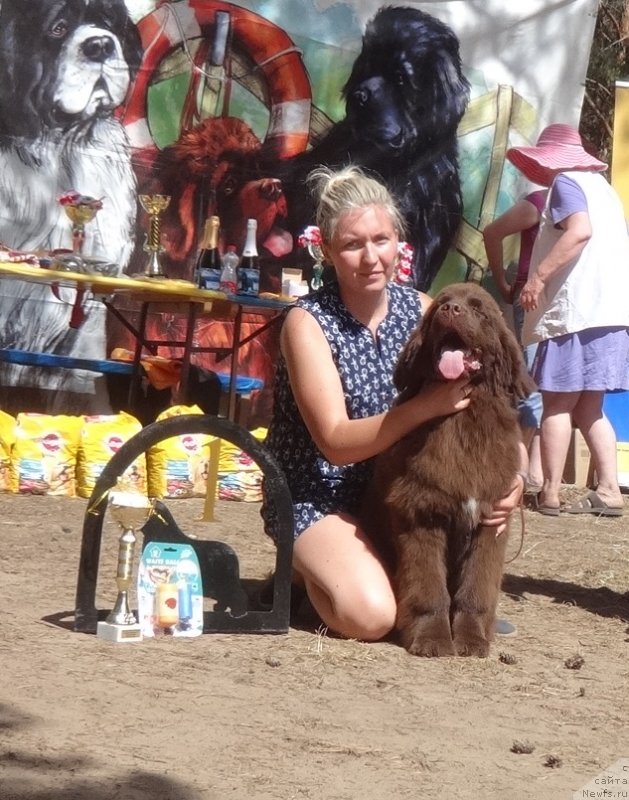 Фото: ньюфаундленд N'yufort Myellani Krasavica Parmyi (Ньюфорт Мэллани Красавица Пармы)