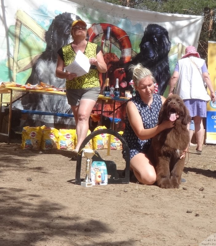 Фото: ньюфаундленд N'yufort Myellani Krasavica Parmyi (Ньюфорт Мэллани Красавица Пармы)