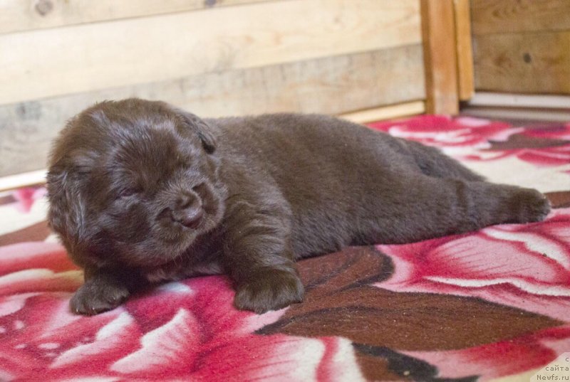 Фотография № 237137