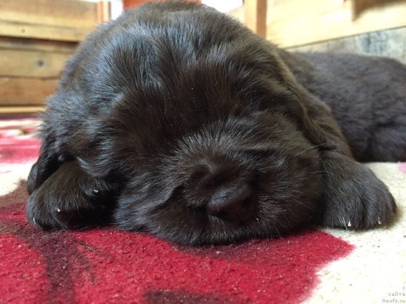 Фотография № 237138