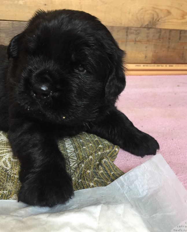 Фотография № 237144