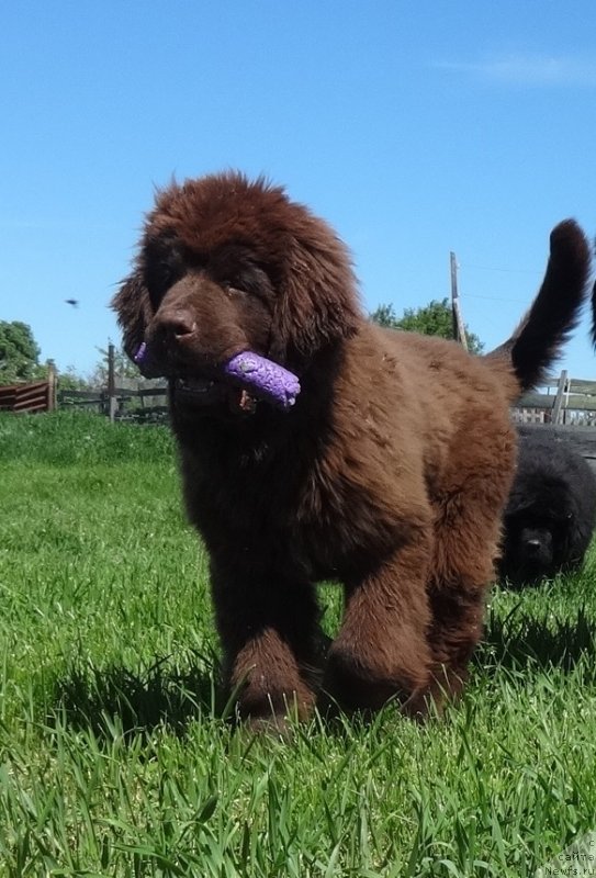Фото: ньюфаундленд N'yufort Maks Faktor (Ньюфорт Макс Фактор)