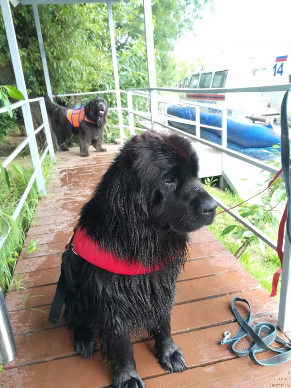 Фото: ньюфаундленд May Frend Newfy Lavender Palm (Май Френд Ньюфи Лавендэ Палм)