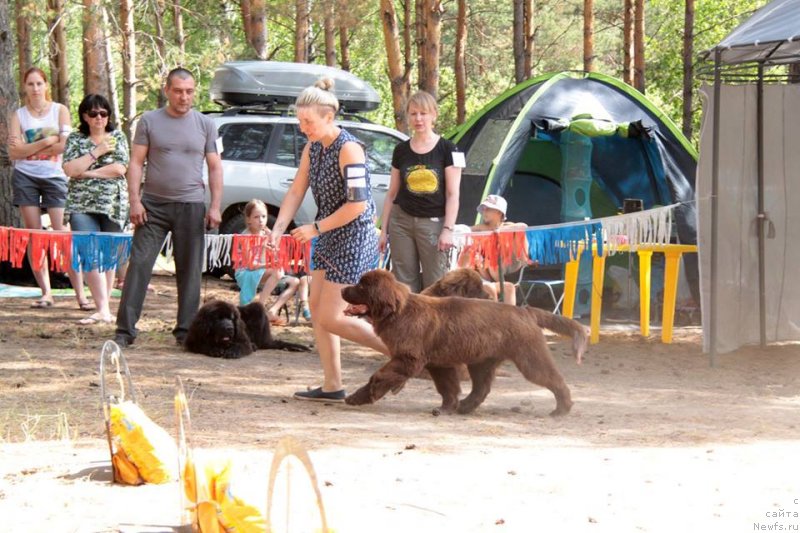 Фото: ньюфаундленд N'yufort Myellani Krasavica Parmyi (Ньюфорт Мэллани Красавица Пармы)