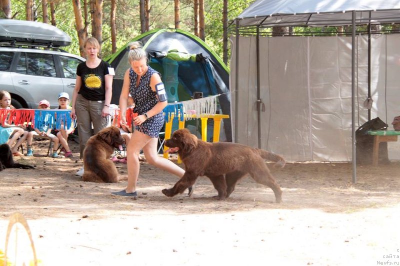 Фото: ньюфаундленд N'yufort Myellani Krasavica Parmyi (Ньюфорт Мэллани Красавица Пармы)