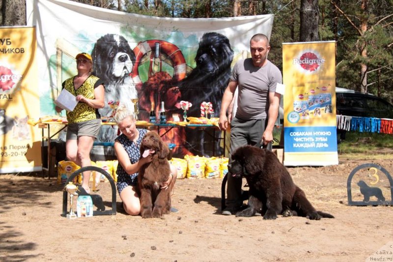 Фото: ньюфаундленд N'yufort Myellani Krasavica Parmyi (Ньюфорт Мэллани Красавица Пармы), ньюфаундленд Laskovyiy i Nejnyiy Dar (Ласковый и Нежный Дар)
