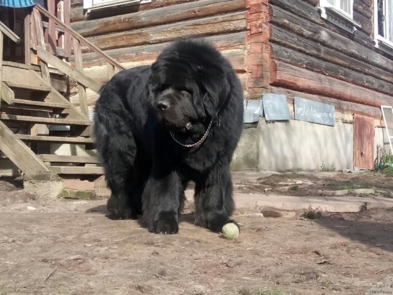 Фото: ньюфаундленд Dar Svezyi Sii YEnd YEdmire (Дар Свезы Сии Энд Эдмире)