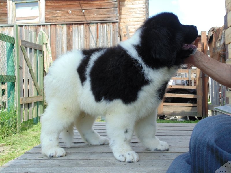 Фото: ньюфаундленд Desantnik ot Karel'skih Medvedey (Десантник от Карельских Медведей)