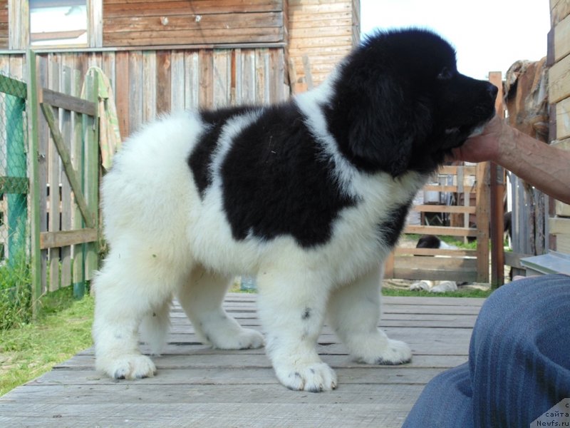 Фото: ньюфаундленд Desantnik ot Karel'skih Medvedey (Десантник от Карельских Медведей)
