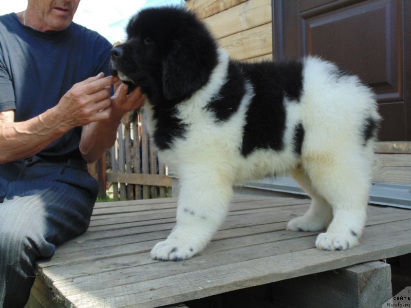 Фото: ньюфаундленд Desantnik ot Karel'skih Medvedey (Десантник от Карельских Медведей)