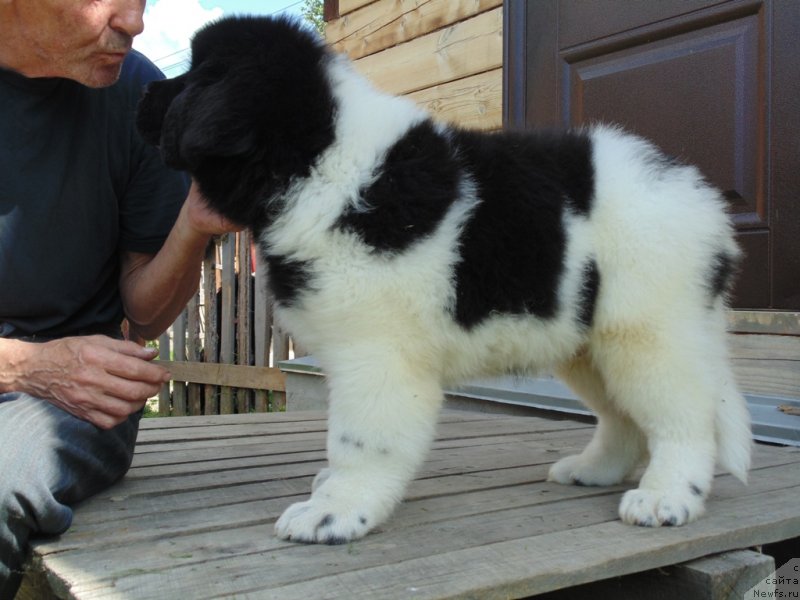 Фото: ньюфаундленд Desantnik ot Karel'skih Medvedey (Десантник от Карельских Медведей)