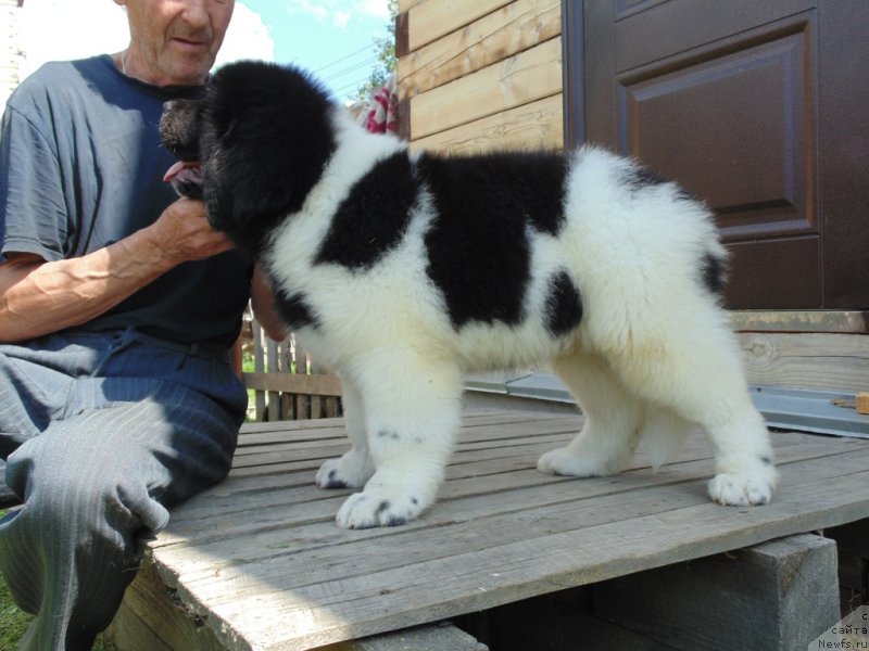 Фото: ньюфаундленд Desantnik ot Karel'skih Medvedey (Десантник от Карельских Медведей)