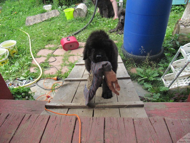 Фотография № 237193