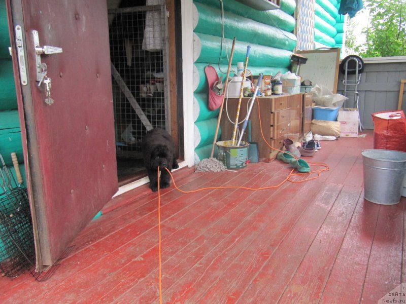 Фото: ньюфаундленд Richchi s Berega Dona (Риччи с Берега Дона)