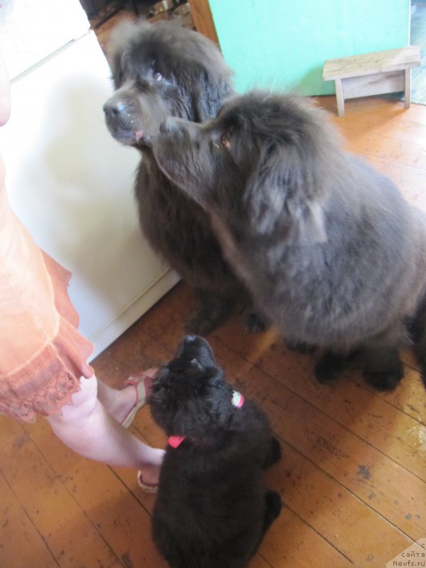 Фото: ньюфаундленд Dyurbahler Klab Al'faretta Vin'etta (Дюрбахлер Клаб Альфаретта Виньетта), ньюфаундленд Melty Wave Marine Tifeya (Мелти Вейв Марин Тифея), ньюфаундленд Richchi s Berega Dona (Риччи с Берега Дона)