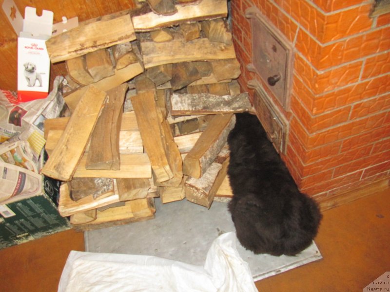 Фото: ньюфаундленд Richchi s Berega Dona (Риччи с Берега Дона)