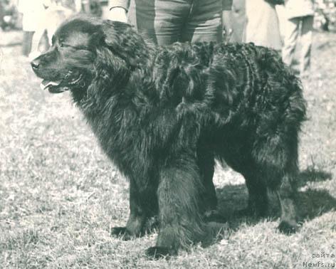 Фото: ньюфаундленд Hyeppi Nuar (Хэппи Нуар)