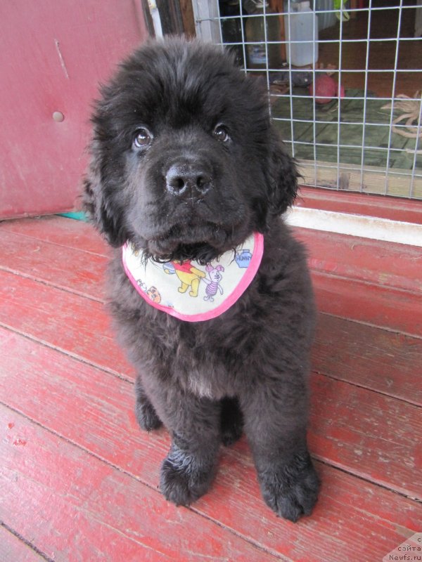 Фото: ньюфаундленд Richchi s Berega Dona (Риччи с Берега Дона)