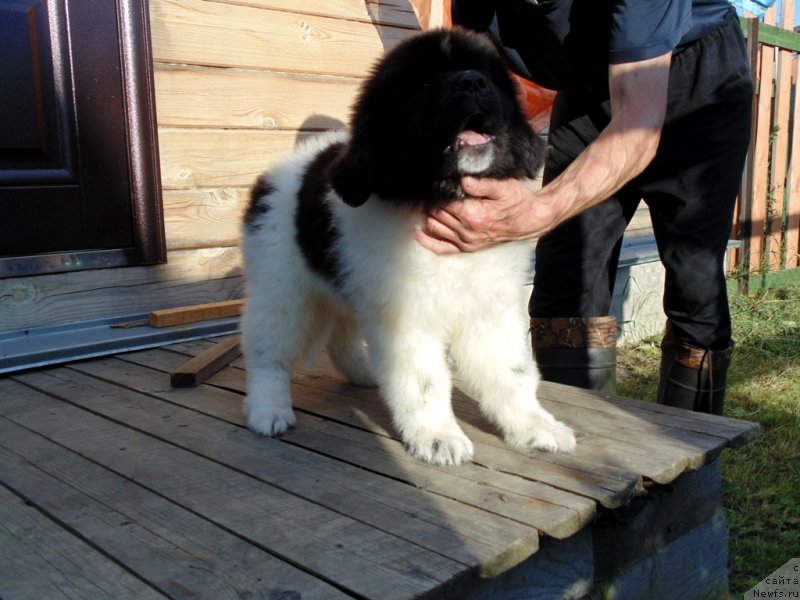 Фото: ньюфаундленд Dunkan ot Karel'skih Medvedey (Дункан от Карельских Медведей)