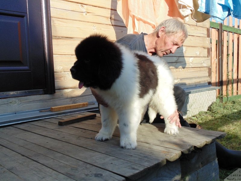 Фото: ньюфаундленд Dunkan ot Karel'skih Medvedey (Дункан от Карельских Медведей)