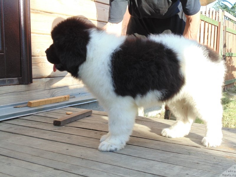 Фото: ньюфаундленд Dunkan ot Karel'skih Medvedey (Дункан от Карельских Медведей)