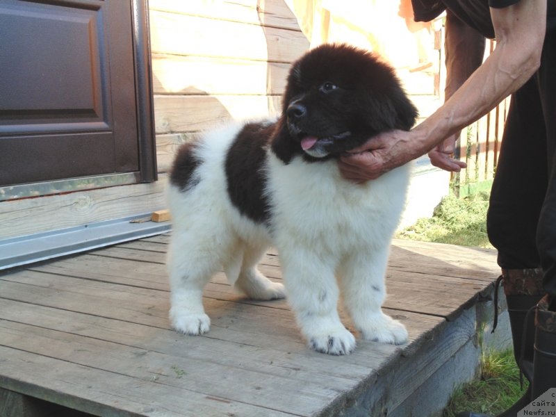 Фото: ньюфаундленд Dunkan ot Karel'skih Medvedey (Дункан от Карельских Медведей)