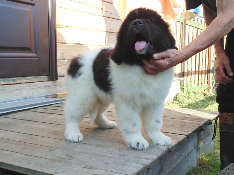 Фото: ньюфаундленд Dunkan ot Karel'skih Medvedey (Дункан от Карельских Медведей)