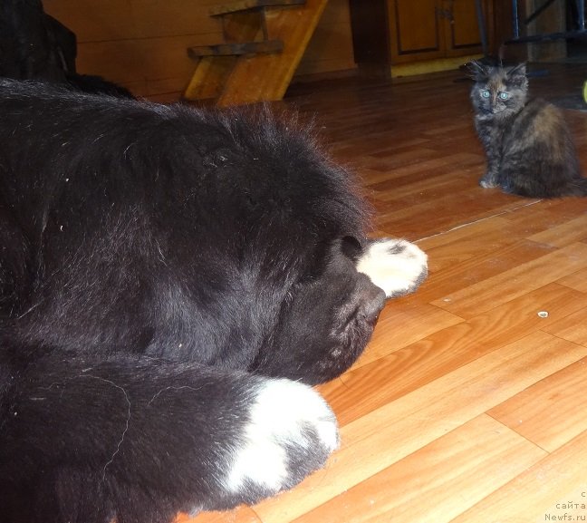 Фото: ньюфаундленд Promise To Love Midnight Bear (Promise To Love Midnight Bear)