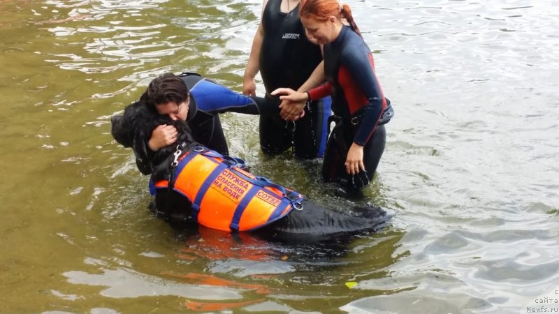 Фото: Elena Bogdanova (Елена Богданова), ньюфаундленд Angel Khranitel Gruffidd (Ангел Хранитель Граффидд), Viktoriya Nescheret (Виктория Нещерет)