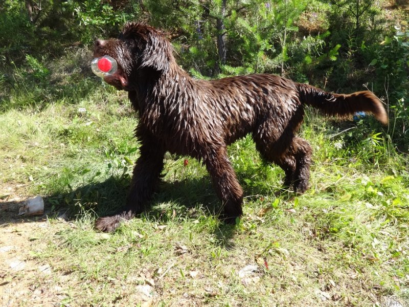 Фото: ньюфаундленд N'yufort Maks Faktor (Ньюфорт Макс Фактор)