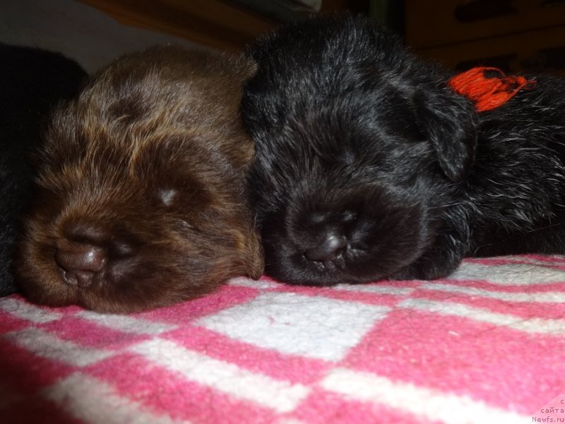 Фото: ньюфаундленд N'yufort Uitni Tradiciya Legendyi (Ньюфорт Уитни Традиция Легенды)