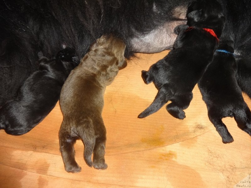 Фото: ньюфаундленд N'yufort Uitni Tradiciya Legendyi (Ньюфорт Уитни Традиция Легенды)