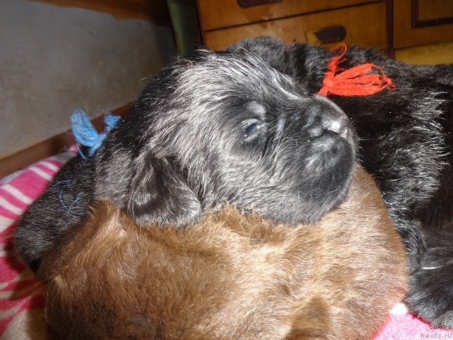 Фото: ньюфаундленд N'yufort Uitni Tradiciya Legendyi (Ньюфорт Уитни Традиция Легенды)