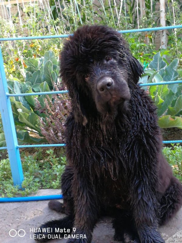 Фото: ньюфаундленд Super Premium YAnje (Супер Премиум Янже)