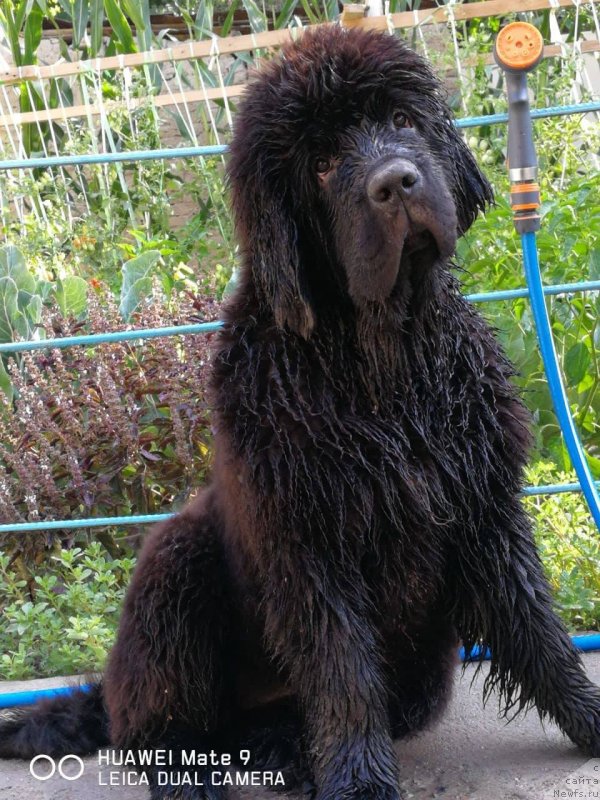 Фото: ньюфаундленд Super Premium YAnje (Супер Премиум Янже)