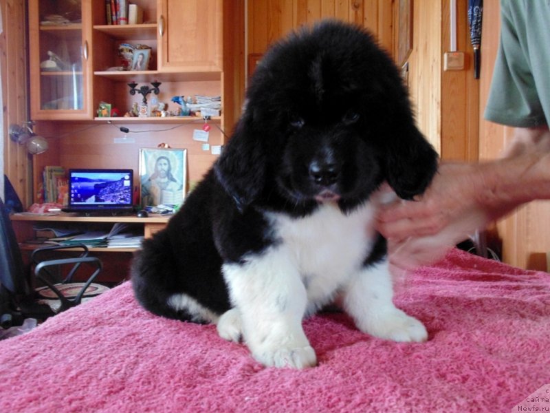 Фото: ньюфаундленд Elovaya Lapa ot Karel'skih Medvedey (Еловая Лапа от Карельских Медведей)