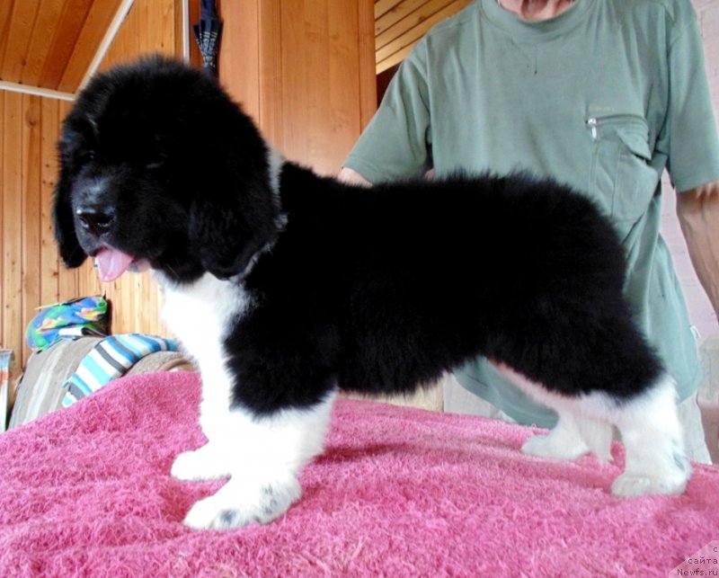 Фото: ньюфаундленд Elovaya Lapa ot Karel'skih Medvedey (Еловая Лапа от Карельских Медведей)