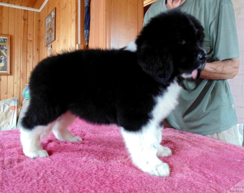 Фото: ньюфаундленд Elovaya Lapa ot Karel'skih Medvedey (Еловая Лапа от Карельских Медведей)