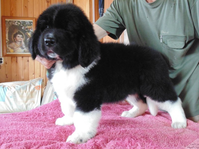 Фото: ньюфаундленд Elovaya Lapa ot Karel'skih Medvedey (Еловая Лапа от Карельских Медведей)