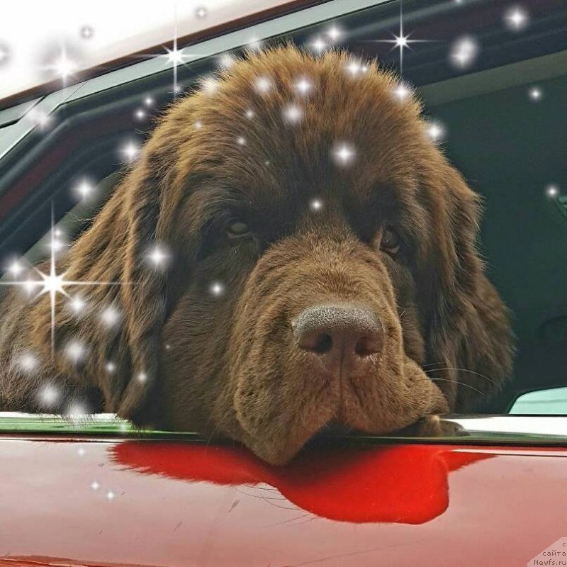 Фото: ньюфаундленд Brownblood MSK Alpina Guardian Soul (Браунблад МСК Альпина Гуардиан Соул)