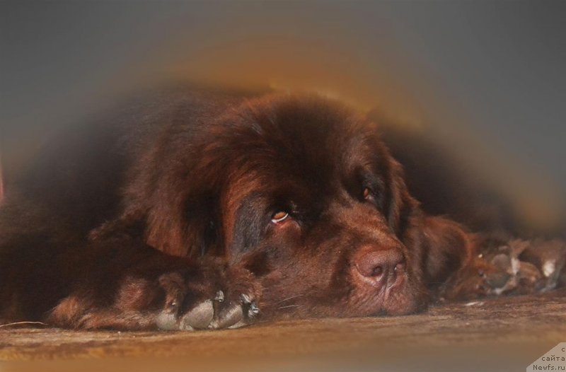 Фото: ньюфаундленд Brownblood MSK Alpina Guardian Soul (Браунблад МСК Альпина Гуардиан Соул)