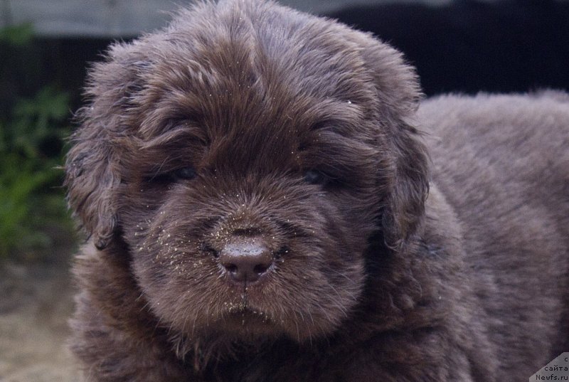 Фото: ньюфаундленд Braunblad MSK Lavli Favorit (Браунблад МСК Лавли Фаворит)