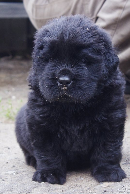 Фотография № 237268