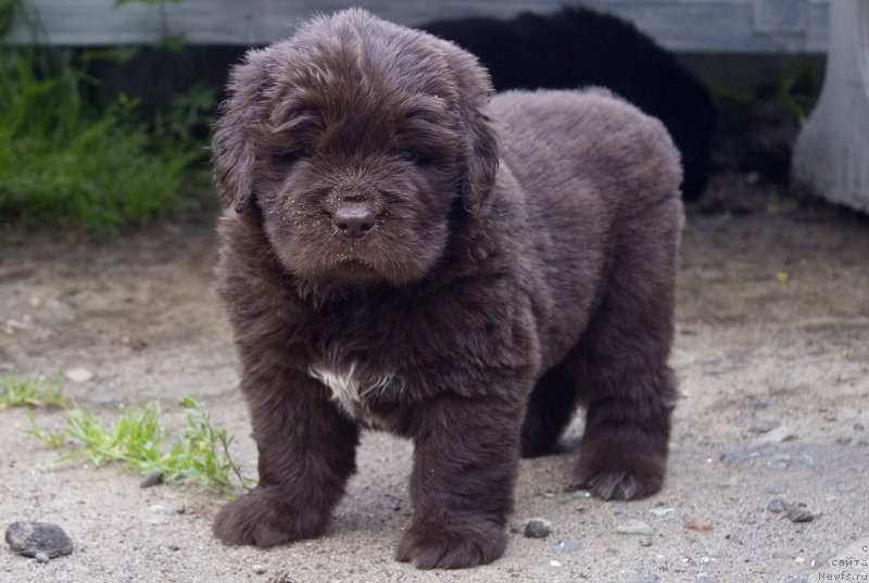 Фото: ньюфаундленд Braunblad MSK Lavli Favorit (Браунблад МСК Лавли Фаворит)