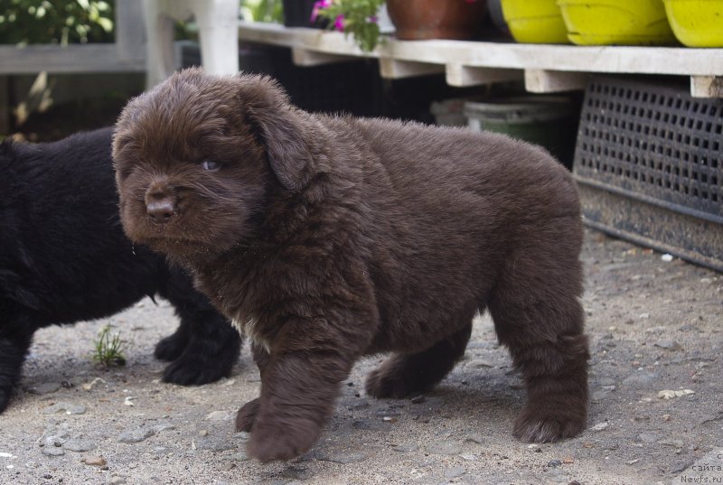 Фото: ньюфаундленд Braunblad MSK Lavli Favorit (Браунблад МСК Лавли Фаворит)
