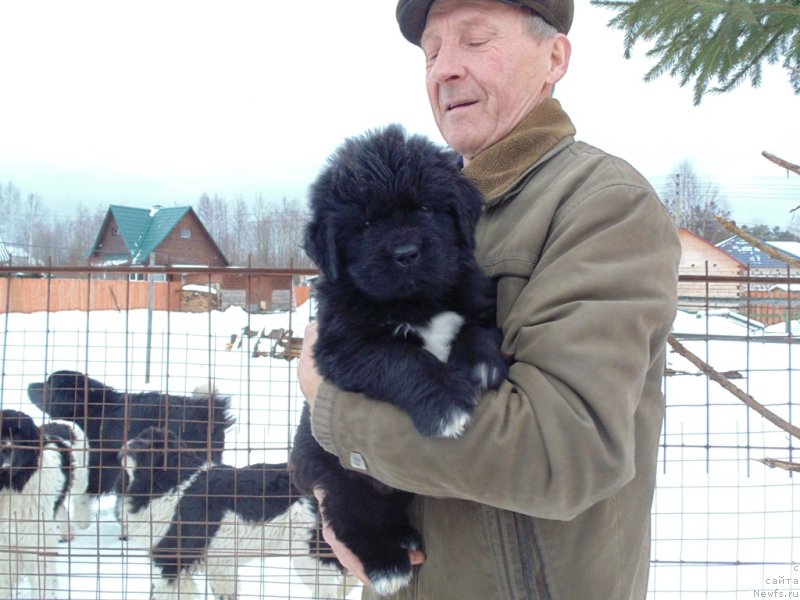 Фото: ньюфаундленд Himalayas ot Karelskikh Medvedey (Гималай от Карельских Медведей)