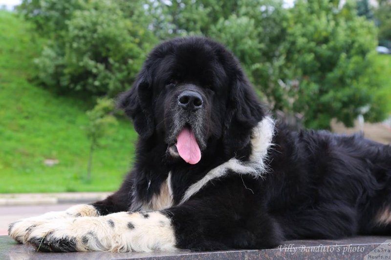 Фотография № 237279