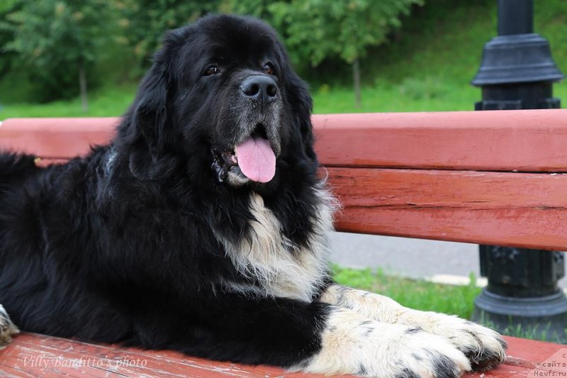 Фото: ньюфаундленд Starbimovlav Gardemarin (Старбимовлав Гардемарин)