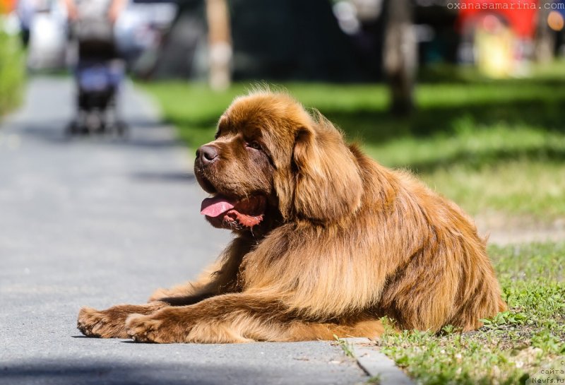 Фото: ньюфаундленд Brownblood MSK Hakim Gold Haydar (Браунблад МСК Хаким Голд Хайдар)